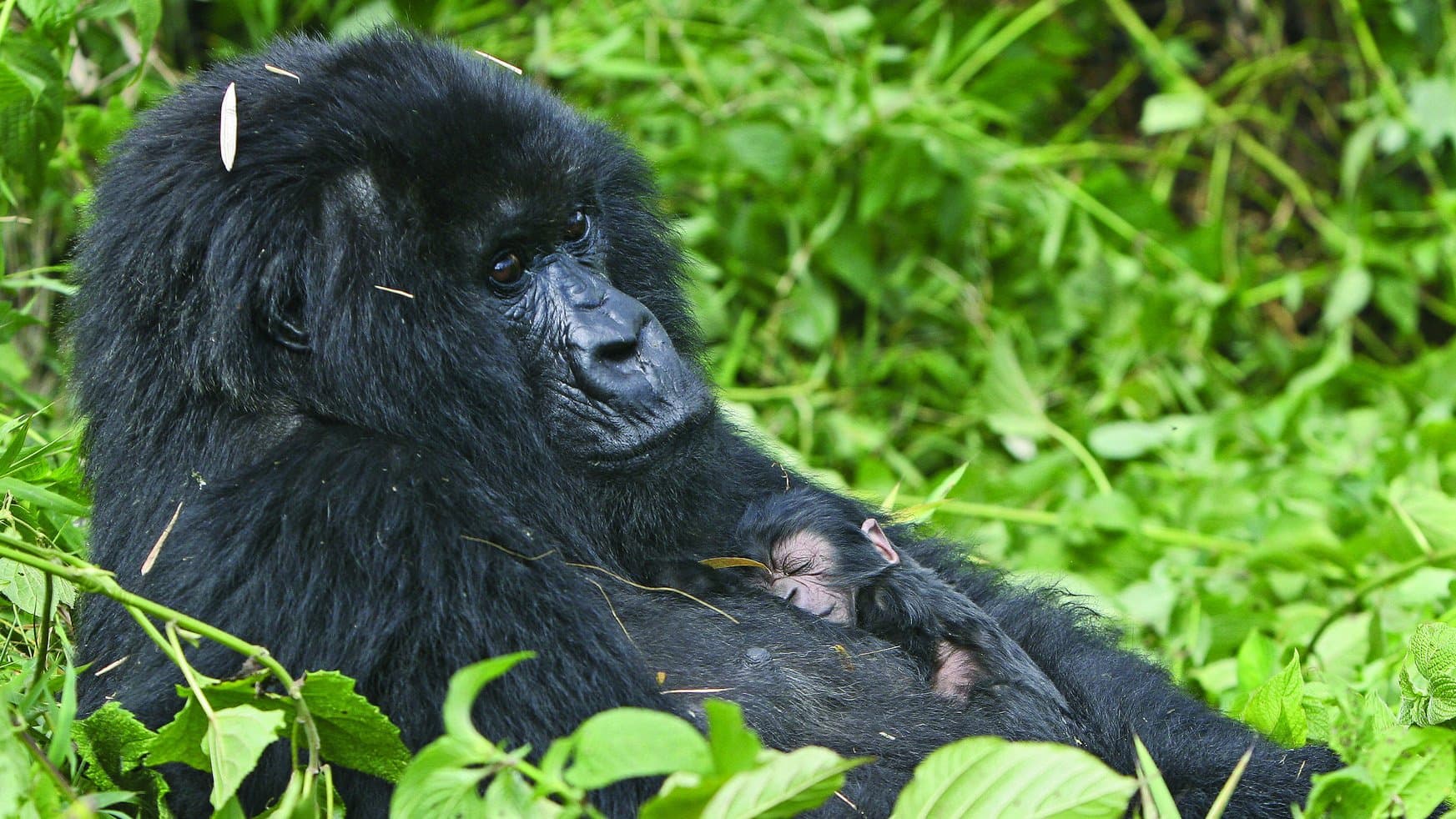 Is Toby the Gorilla more talented than you?