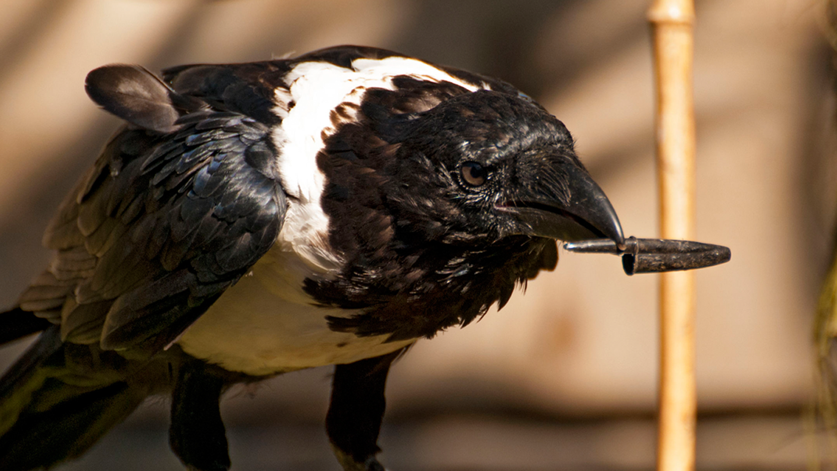 Something to crow about...