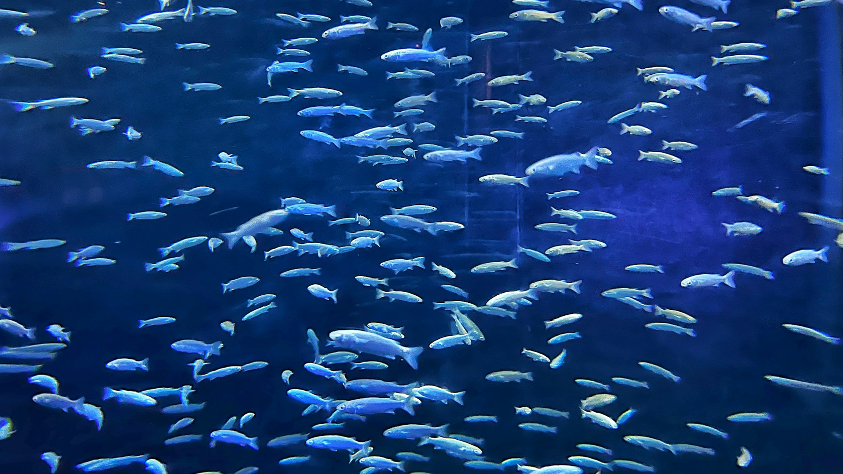 Swimming along nicely&#8230;