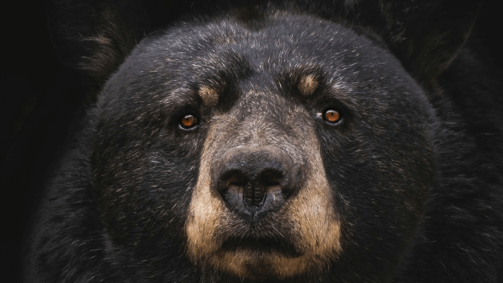 Bull vs. Bear Markets: what do they mean?