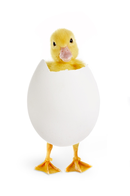 ExP_chicken