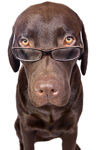 ExP_dogwithglasses