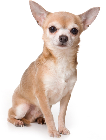 Chihuahua dog on white background