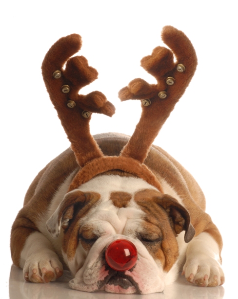 christmas_dog
