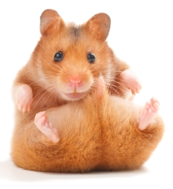 hamster